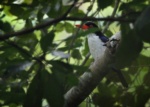 White-rumped (Glittering) Kingfisher